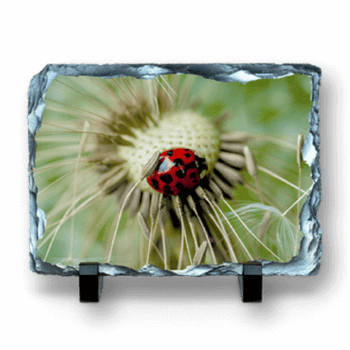 Schiefertafel - Fotoaufsteller bedruckt